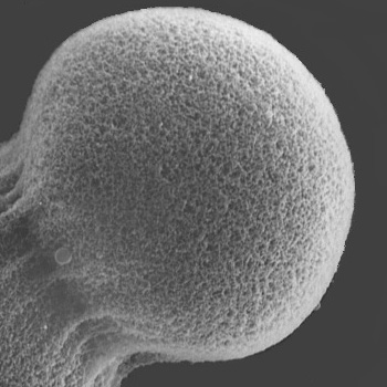 microscopic