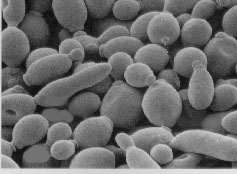 yeatcells